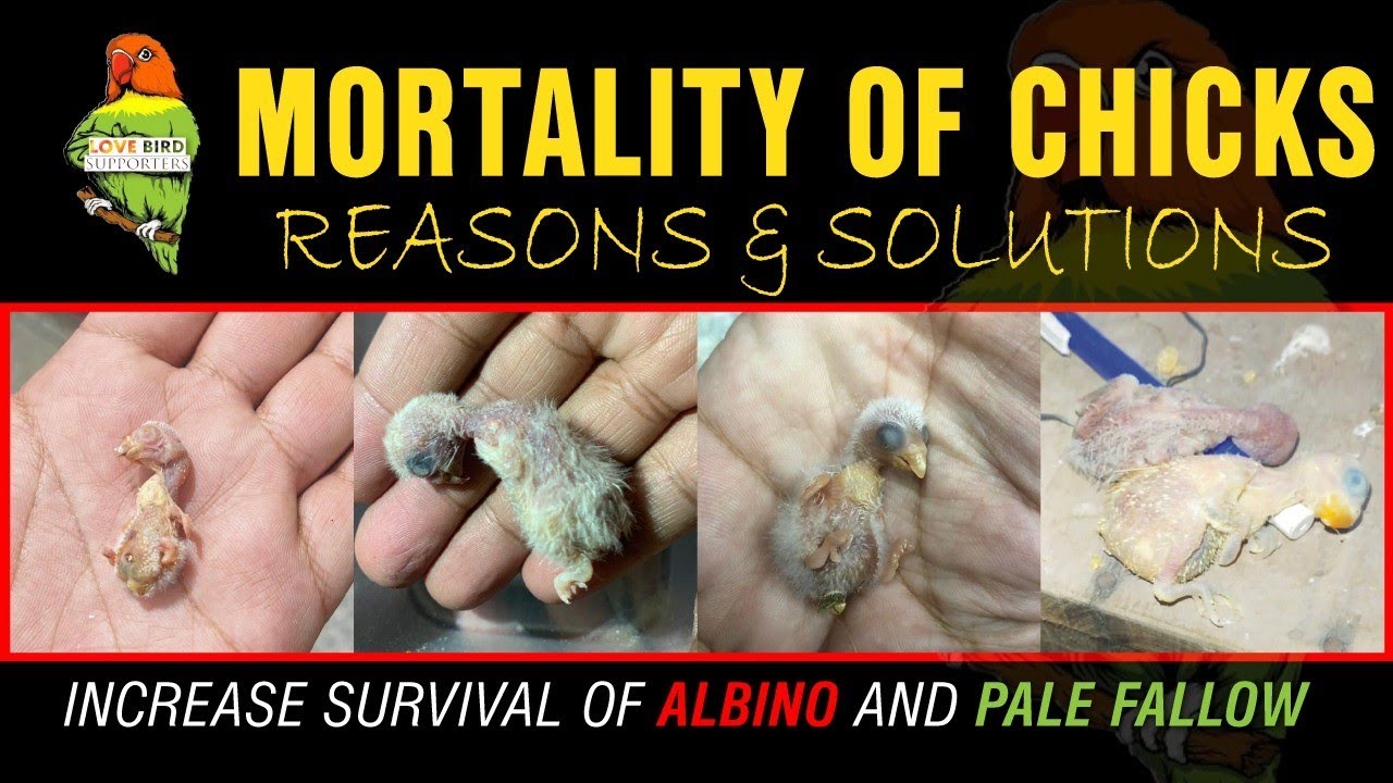 Lovebirds Chicks Death/Mortality | Reasons&Solutions| Increase Production of Red Eyes #muhammadawais