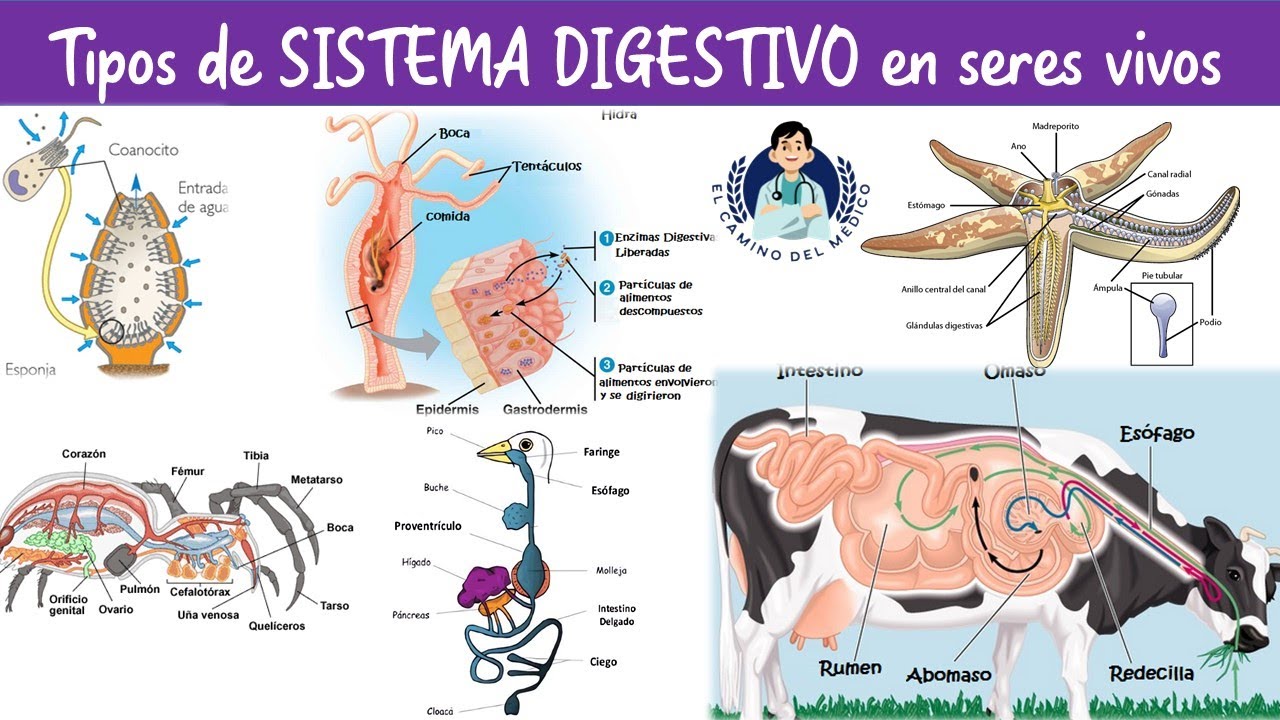 Tipos de Sistema Digestivo en animales - Biología - Semana 6