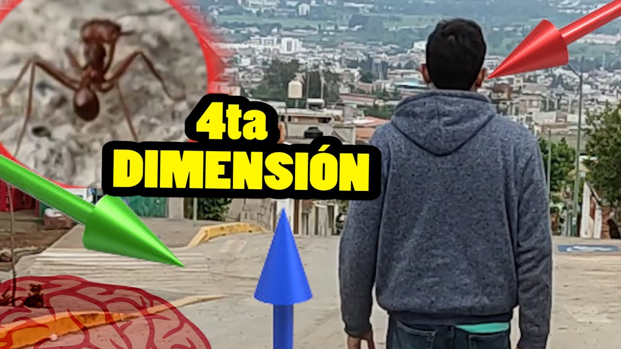 Entiende La 4ta Dimensi&oacute;n con hormigas