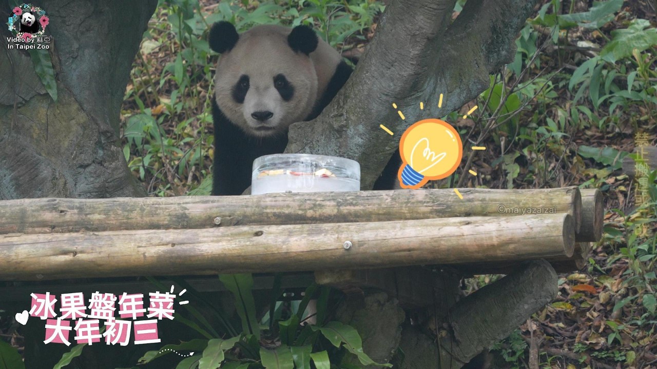 20260219 大年初三圓寶看到冰果盤年菜一臉朦，費時挖出蘋果後，帥氣將冰盤推下棲架 The Giant Panda Yuan Bao