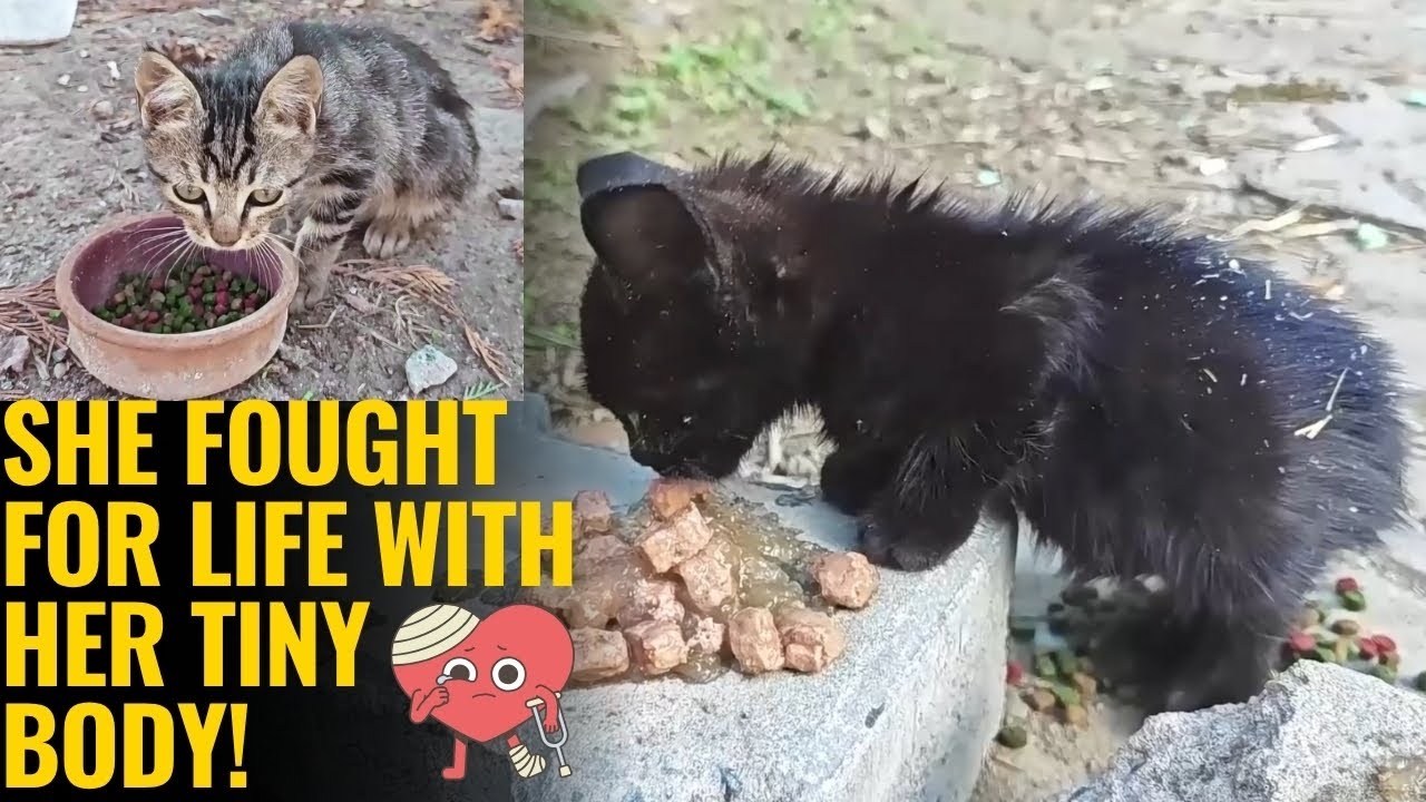 Самый грустный котенок 💔 Душераздирающее спасение и эмоциональный VLOG