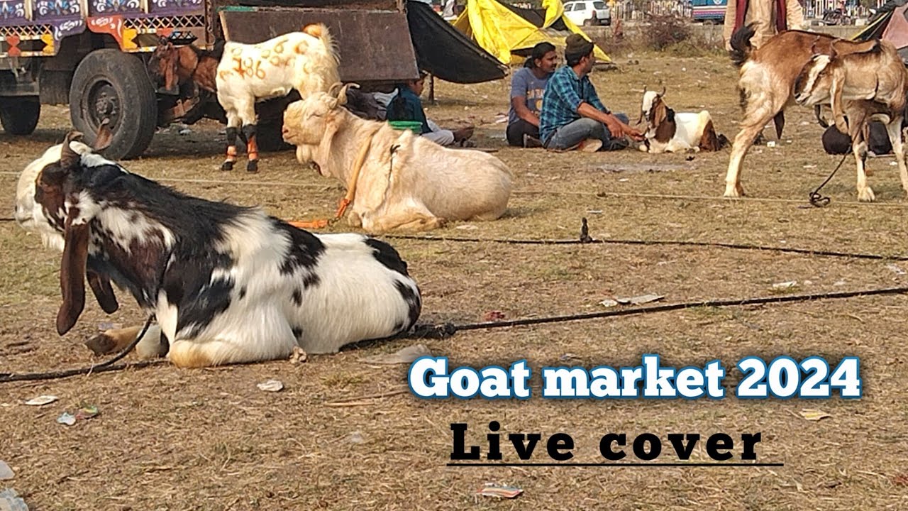 Bhopal Bakra Mandi 2024