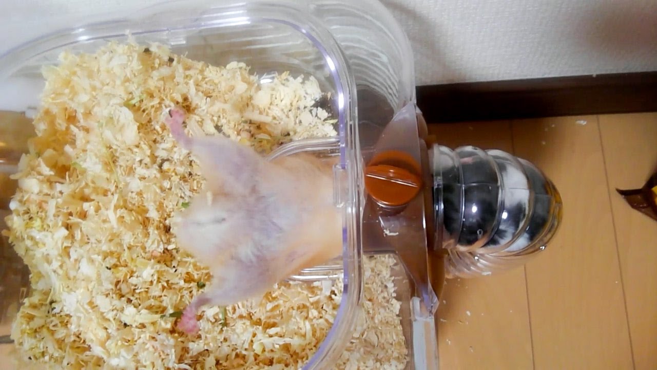 初対面！子ハムに叩かれまくる大人ハムスター！おもしろ可愛いハムスターFirst meeting! The adult hamster hit by a child hamster