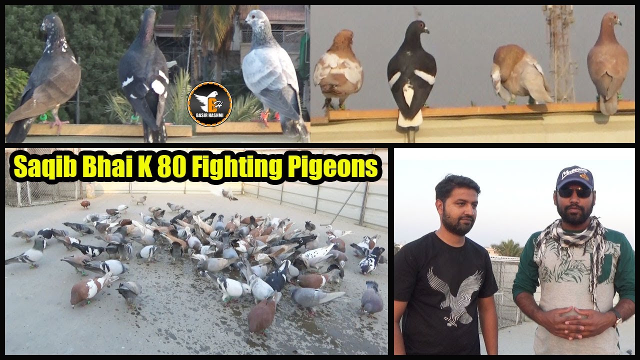 Saqib Bhai K 80 Fighting Pigeons | Larraya Walay Kabooter | Sabaz Khaira, Bhabhra Patais, Sherazi