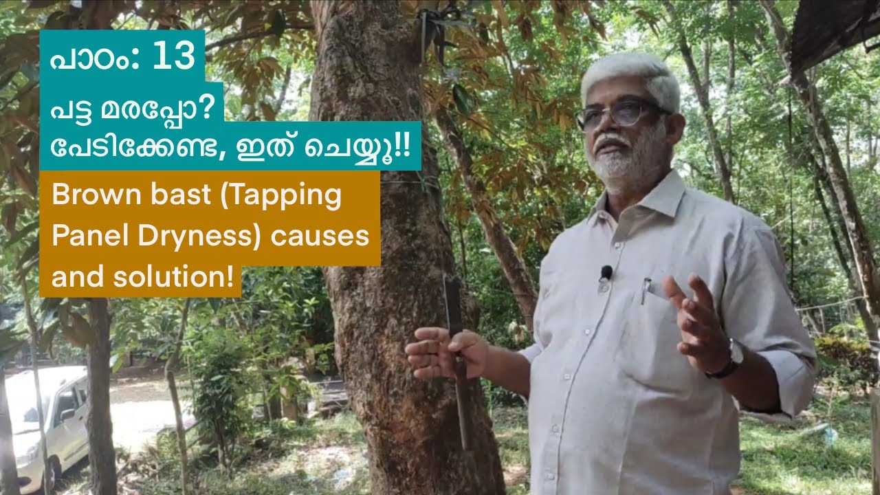 പാഠം13: പട്ട മരപ്പോ? പേടിക്കേണ്ട,ഇങ്ങനെ ചെയ്യൂ!Brown Bast/Tapping Panel Dryness- causes & solutions
