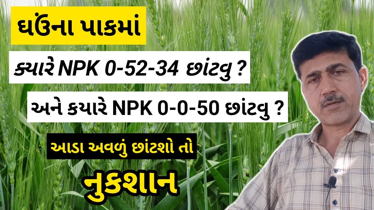 ઘઉંના પાકમાં ક્યારે NPK 0-52-34 છાંટવુ અને ક્યારે NPK 0-0-50 છાંટવુ ? | ઘઉં ની ખેતી | Haresh bera
