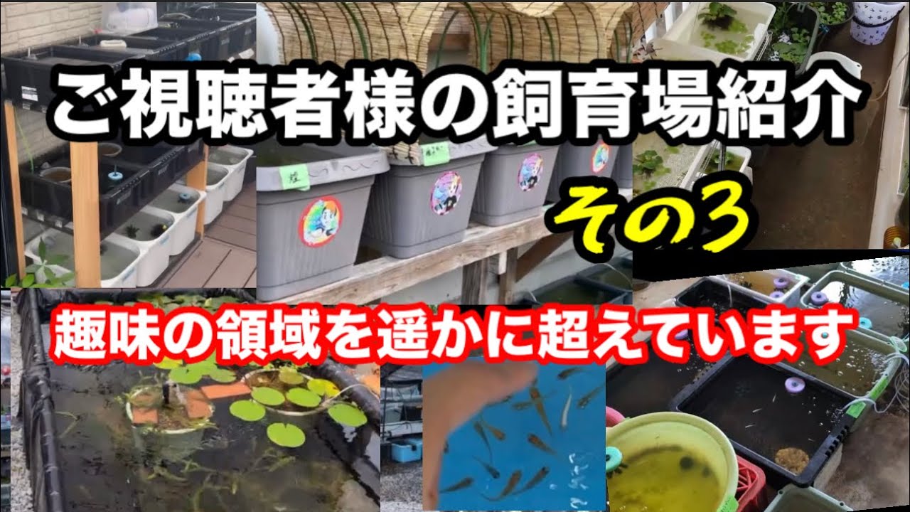 全国のメダカ飼育場紹介！(パート3)【メダカ】