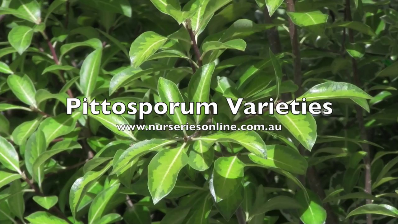 Pittosporum Hedging Plant Varieties