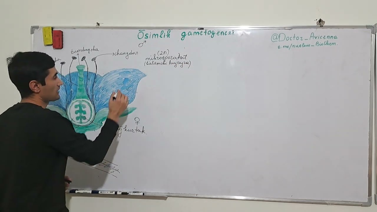 Guli oʻsimliklar gametogenezi. Uruğlanish Gametogenesis of plants. Fertilization @Doctor_Avicenna