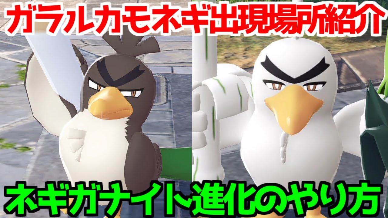 【ポケモンZA】ガラルカモネギ ネギガナイト  出現場所 入手方法 進化方法  攻略 【M次元ラッシュ】【Pok&eacute;mon LEGENDS ジガルデ ポケモン レジェンズ ジガルデ】