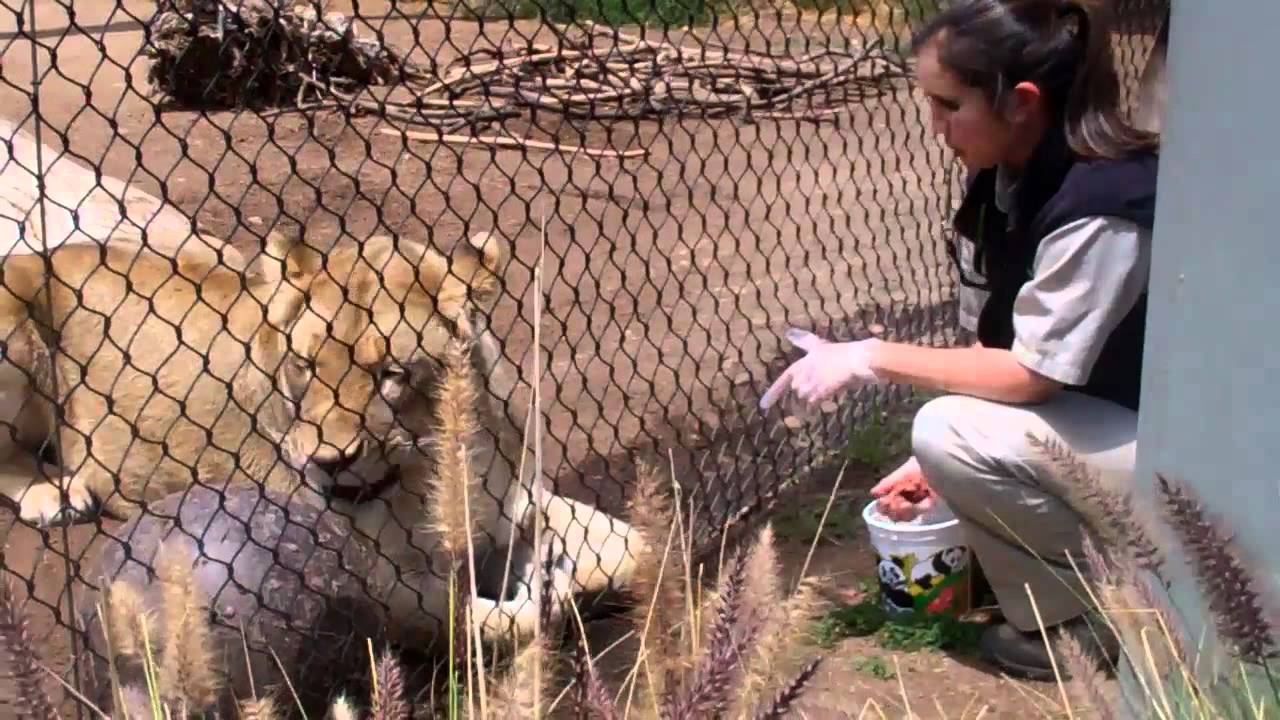 San Diego Zoo Lion Feeding