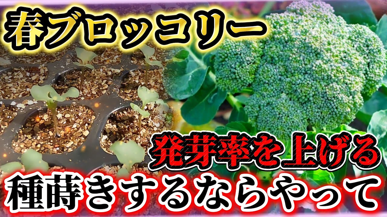 【ブロッコリー】春のブロッコリーの発芽率を上げるためのコツはここに集約します！！種蒔きする時の注意は、〇〇です。