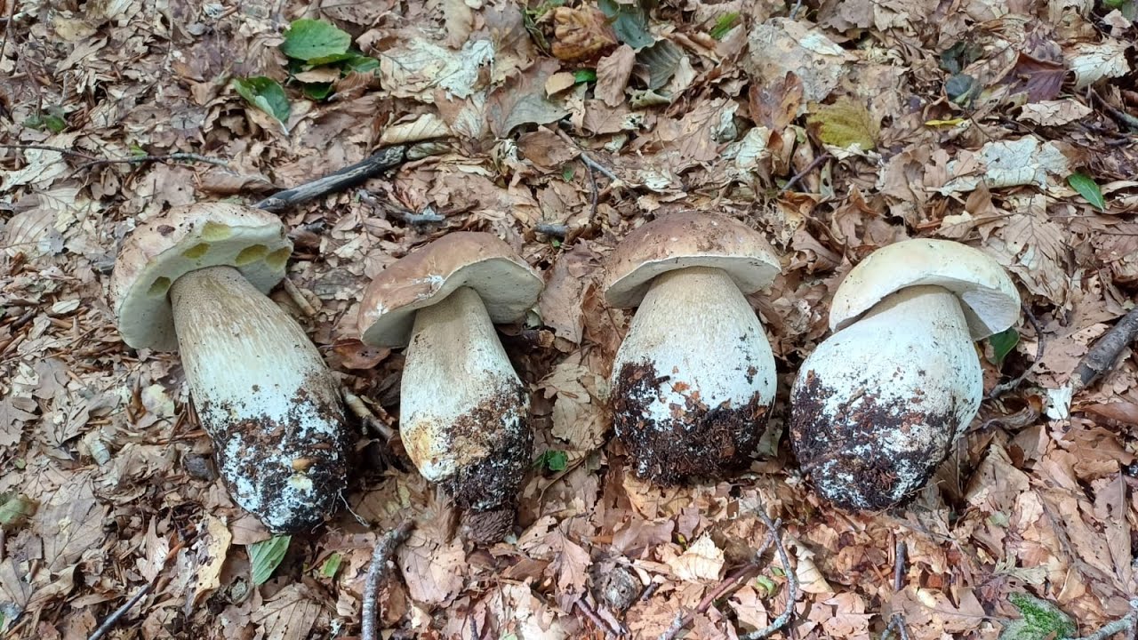 MAESTOSI FUNGHI PORCINI EDULIS IN APPENNINO TOSCO-EMILIANO - Video in 4K