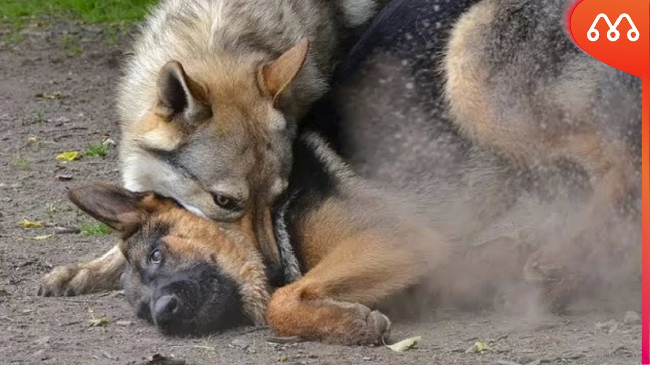 НЕМЕЦКАЯ ОВЧАРКА С ВОЛКОМ