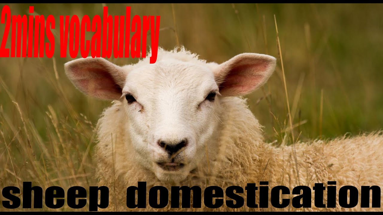 sheep domestication. Learn English Academic Vocabulary in Context (IELTS, TOFFEL).