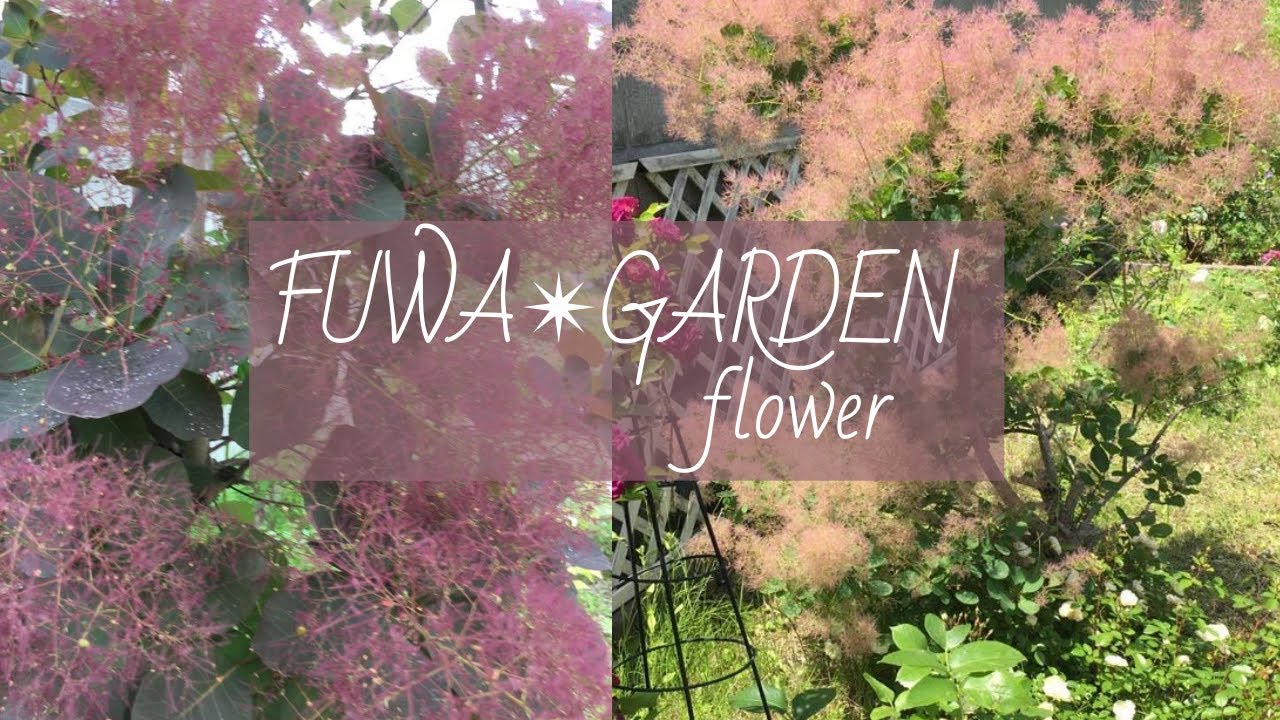 スモークツリー//ふわふわ　けむりの木｜｜｜FUWA Garden｜｜｜