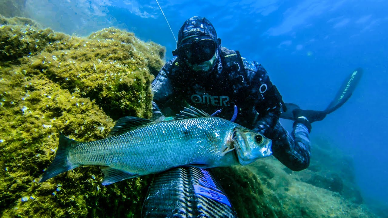 Spearfishing Croatia vs Muddy Murky Sea June 2024 4K 🇭🇷