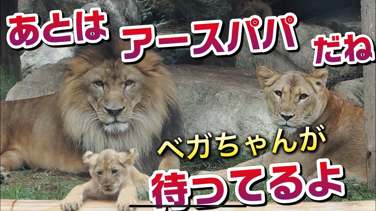 あとはアースパパ🦁だね！【ベガちゃんが待っているよ🩷】 #のんほいパーク #シルク #三つ子 #ライオン #アース #旭山動物園 #桐生が岡動物園 #安佐動物園 #lion  #ベガ #ファミリー