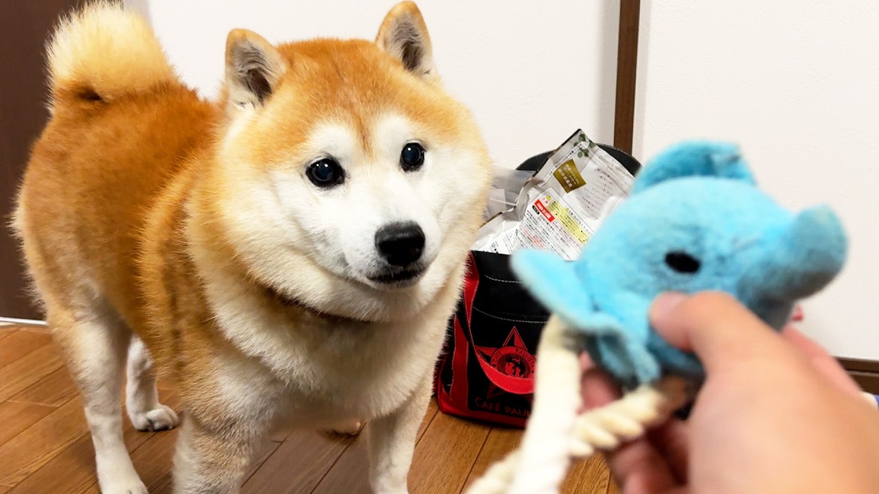 Shibe is happy when he realizes that his beloved elephant has been repaired.