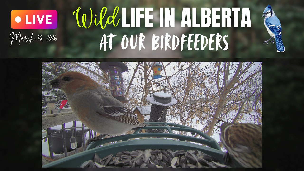Gloomy but Warmer at our #Birdfeeders in #Alberta #Canada 🐦#wildlife #birds #live #rural #windchimes