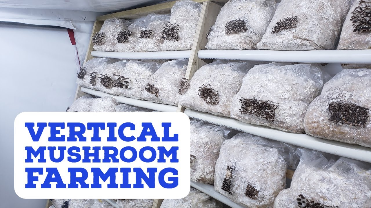 Vertical Mushroom Farming