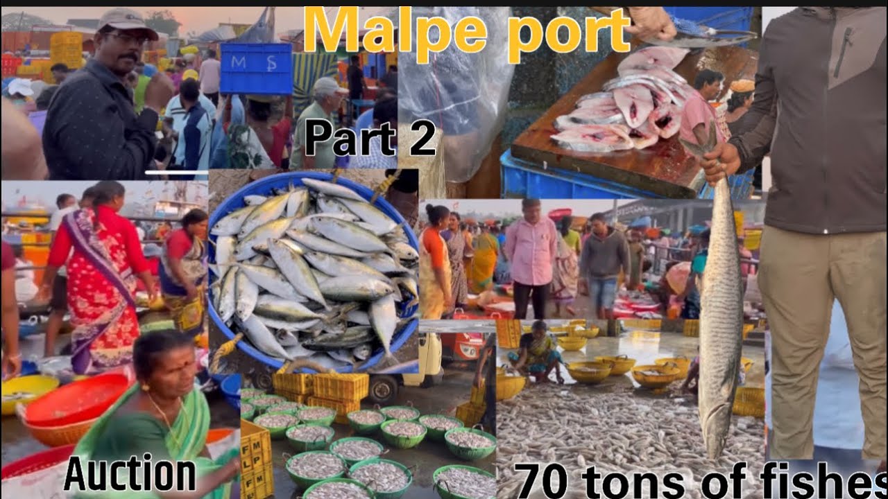 Malpe port 2 | fish market | auction | 70 tons of fish| malpe | malpe fish market | fish harbour