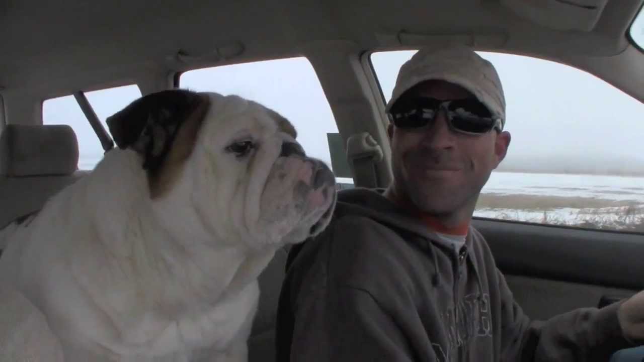 DOG POUND - Doofy is a back-seat driver!