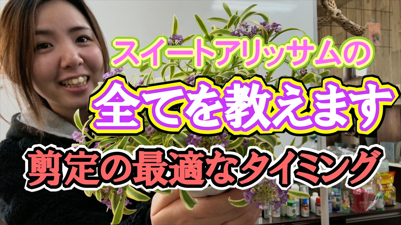 【スイートアリッサム】剪定する時期｜お花を長く楽しめる方法