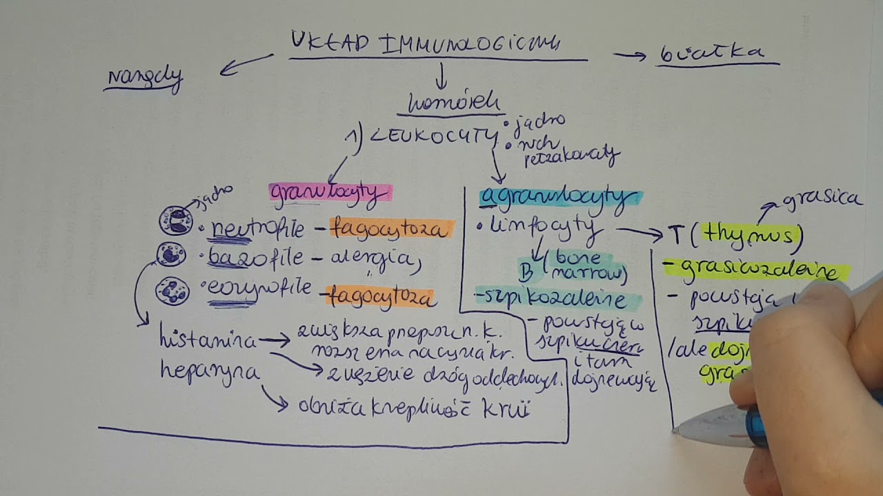 LEUKOCYTY-granulocyty, agranulocyty,limfocyty- o co chodzi??