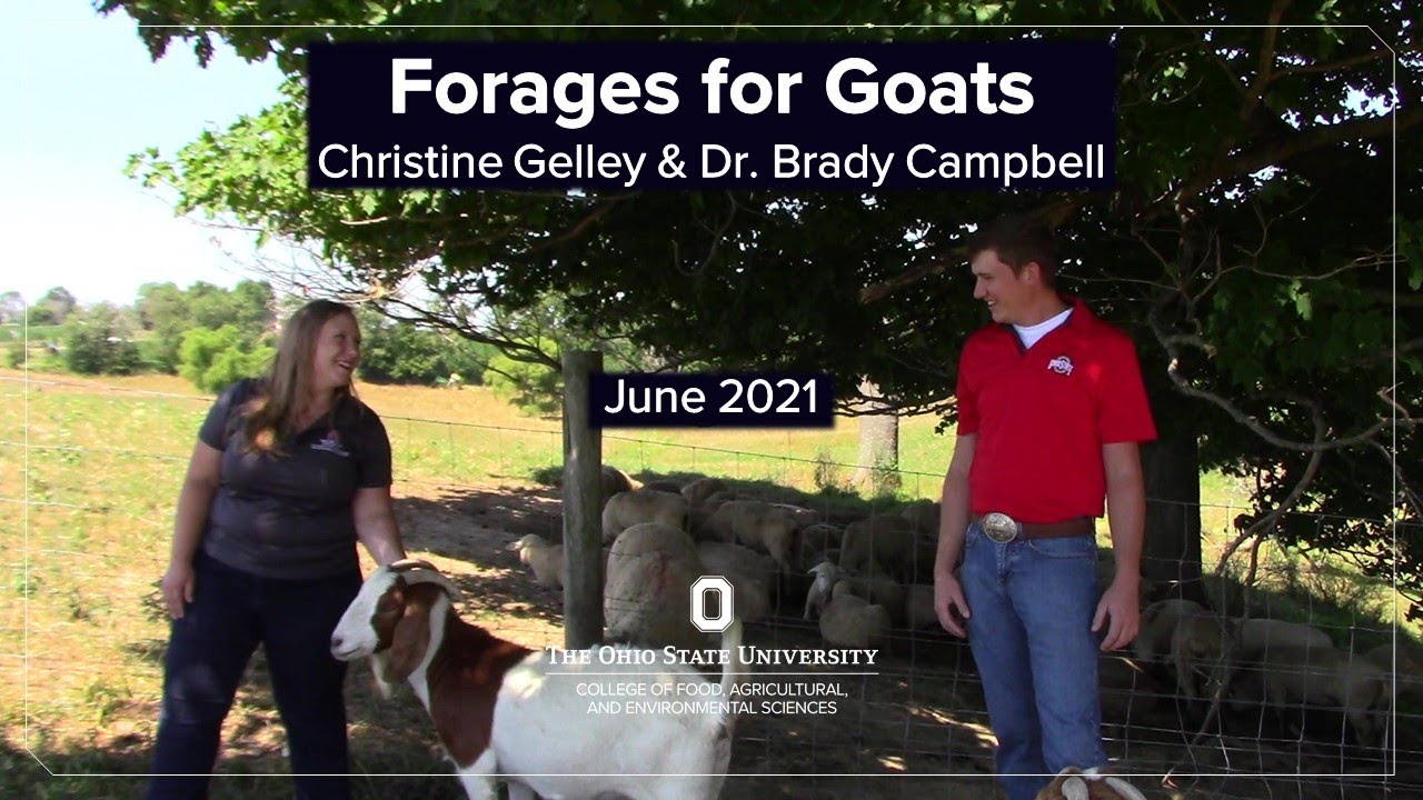 Forages for Goats