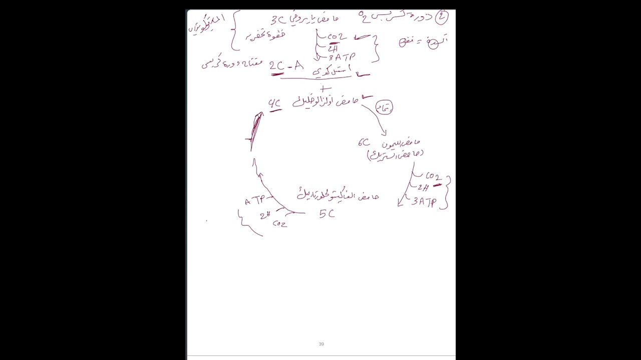 دورة كربس م/١٩