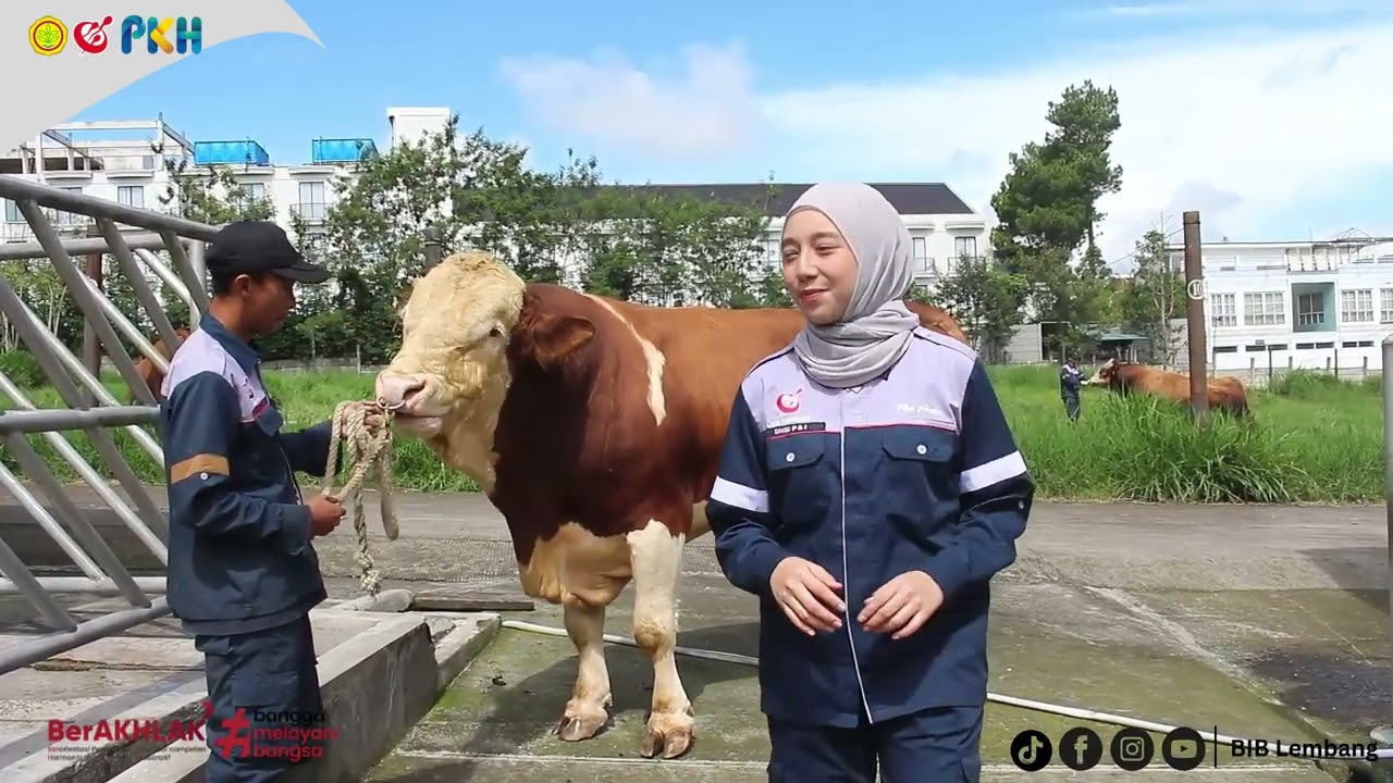 KENALAN DENGAN PEJANTAN UNGGUL BIB LEMBANG | WOONALEE WILLIANDRA 619155