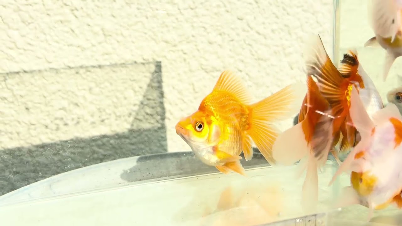 Mヘッド　サラサ玉サバ　2歳4匹セット