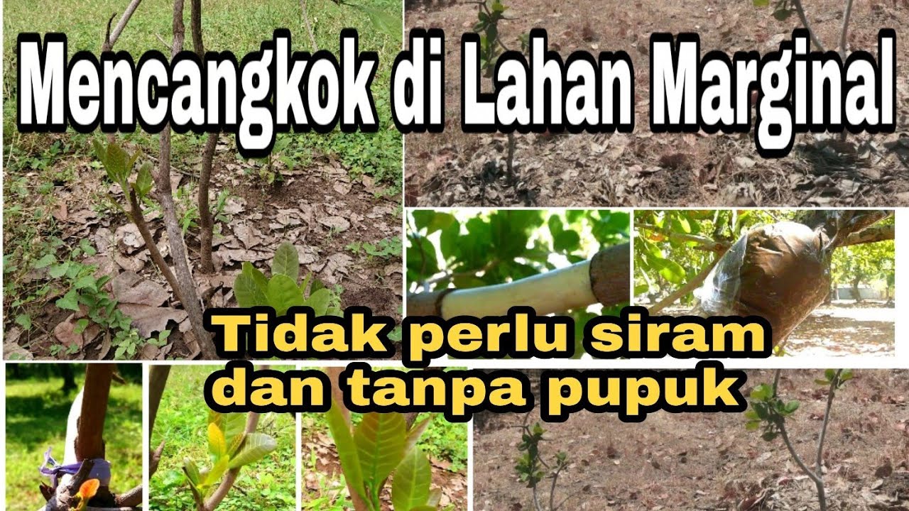 Cashews Propagating Part 1; Air Layering (Mencangkok Jambu Mete, Anacardium occidentale)