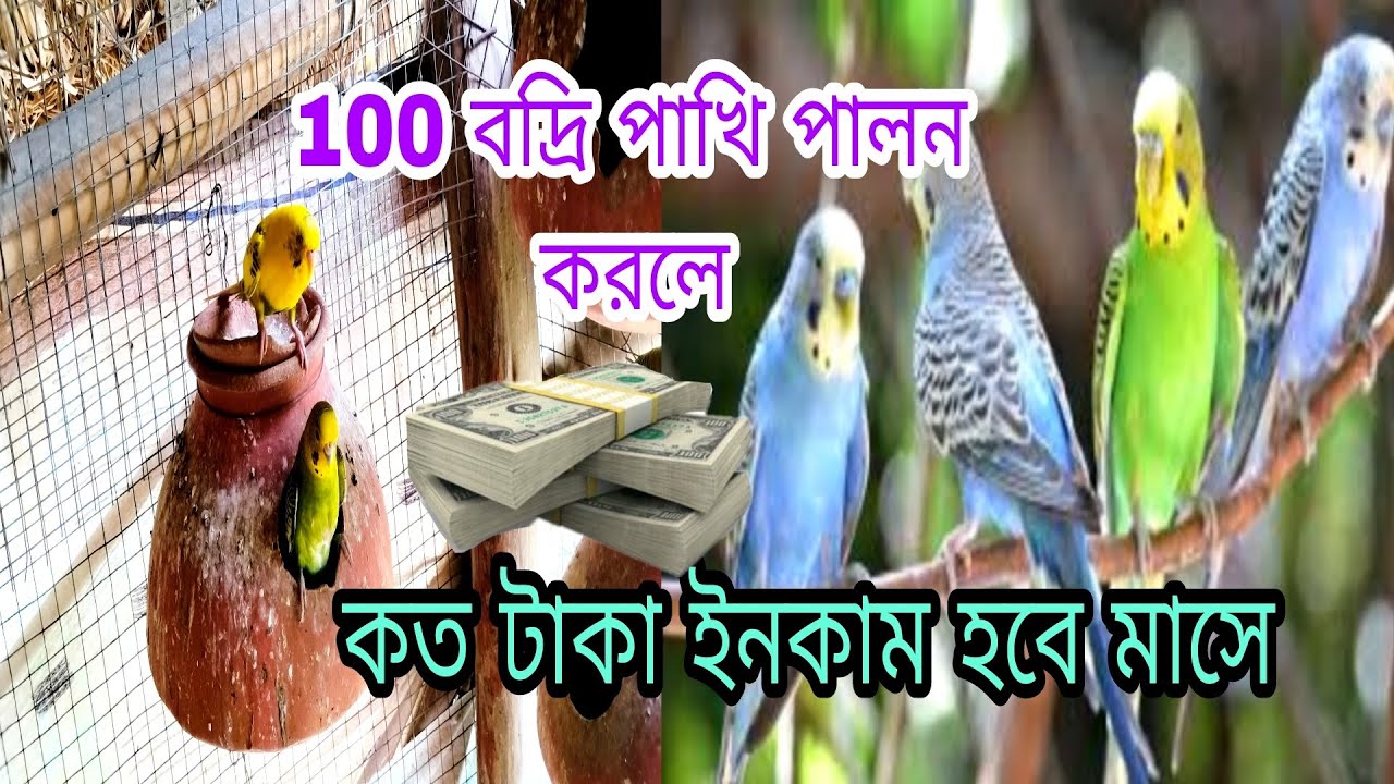 100 বদ্রি পাখি পালন করলে কত টাকা ইনকাম হবে মাসে ll 100 Badri bird rearing ll bazrigar bird frame