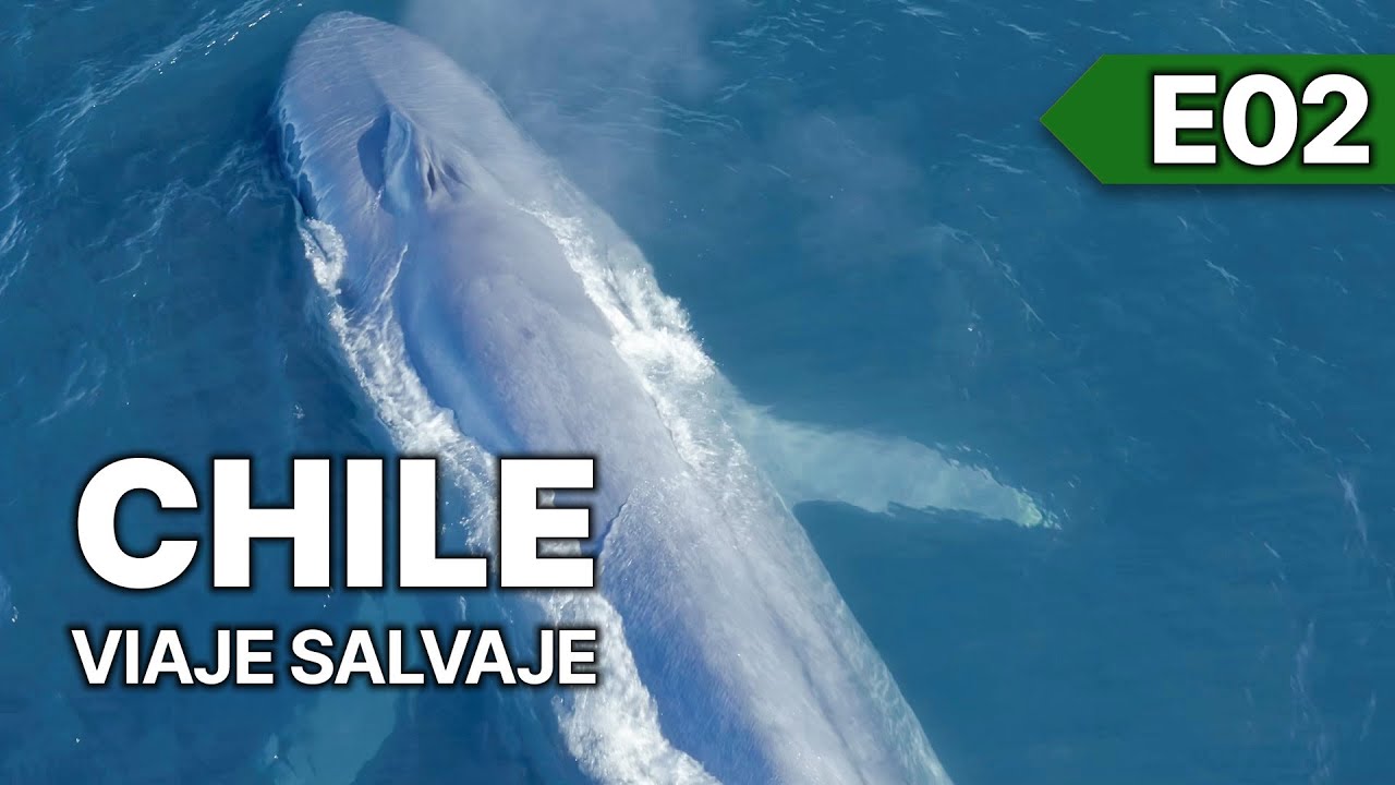 Chile - Un Viaje Salvaje - E02 | Ballena Azul