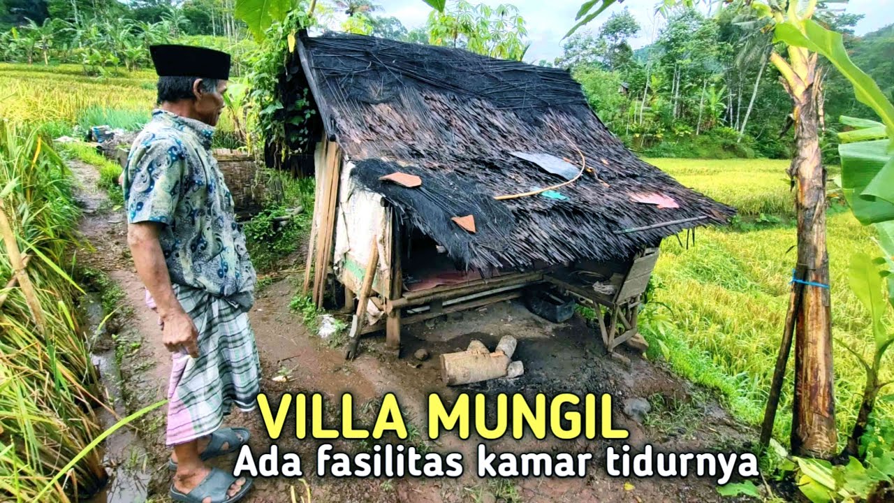 Gubuk Mungil Di Tengah Sawah Ada Fasilitas Kamar Tidur nya