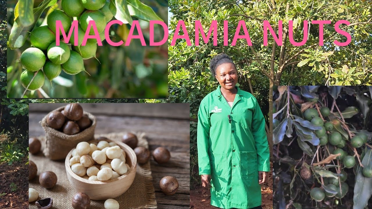 What you need to know about Macadamia nut farming || NUT Farming in Meru