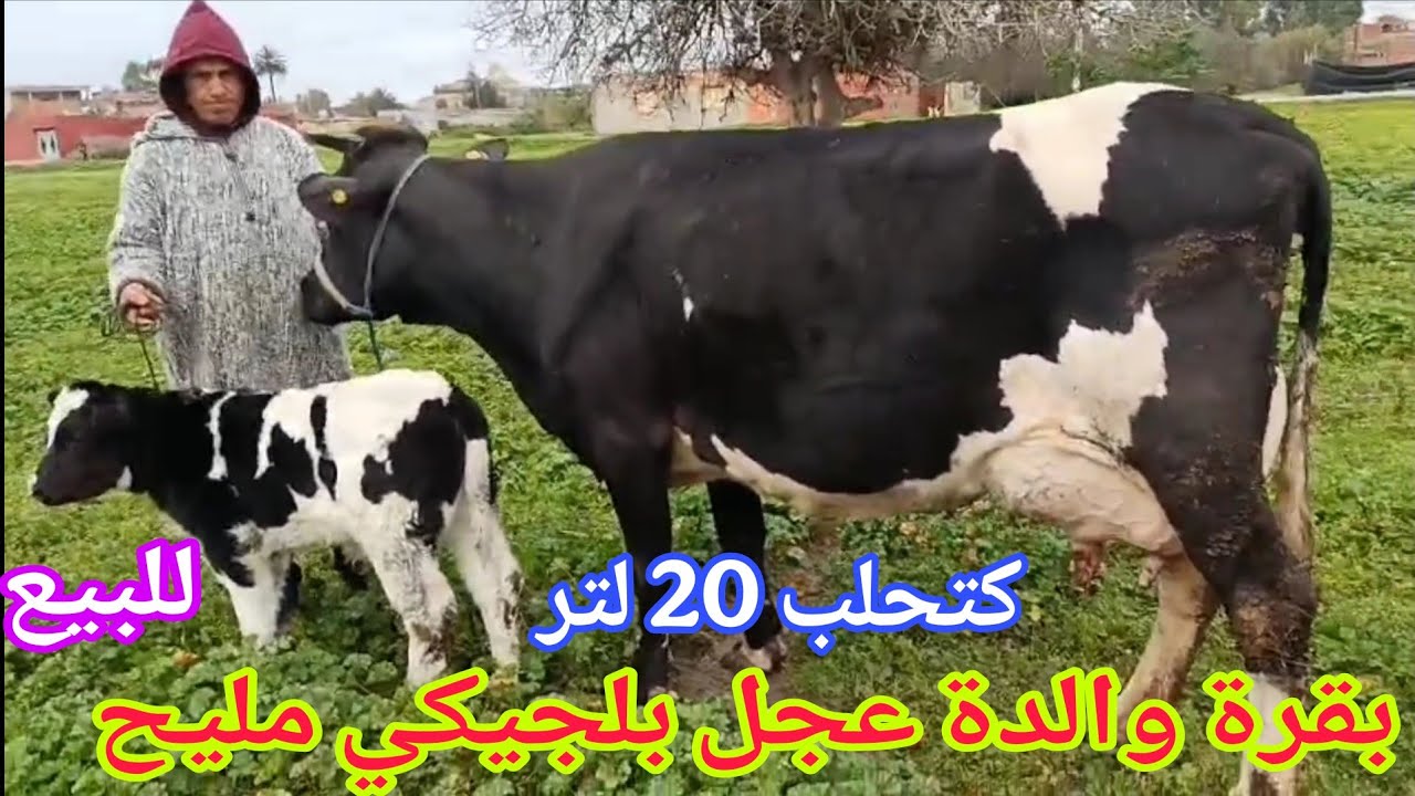 تباااارك الله💫 بقرة والدة عجل بلجيكي🥇 إتصل 06.73.53.36.11📞 ألو سي عبد الله نواحي الغرب 🇲🇦