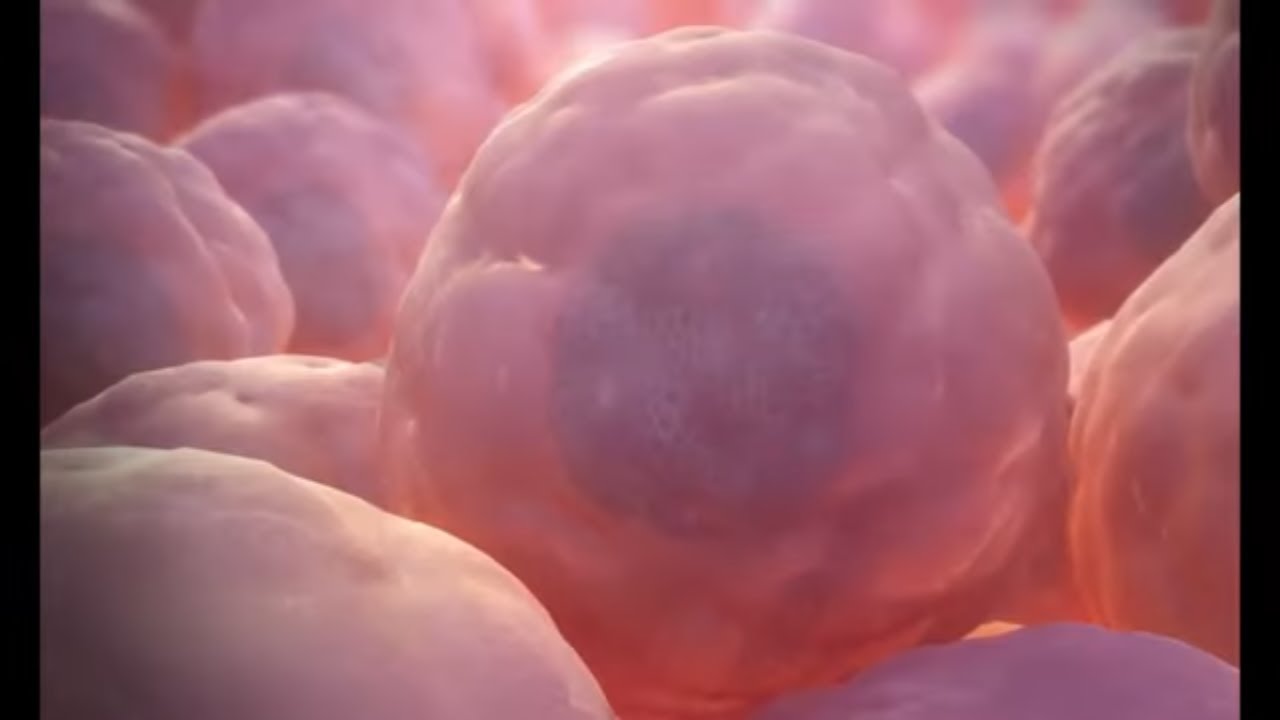 Somatic Cell VS.  Germ Stem Cell / Haploid Cell VS. Diploid Cell.