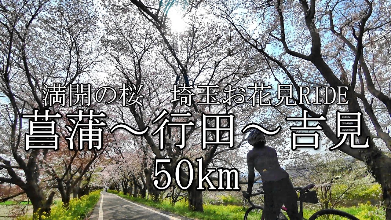 【お花見RIDE】満開の桜！　埼玉お花見名所巡りRIDE