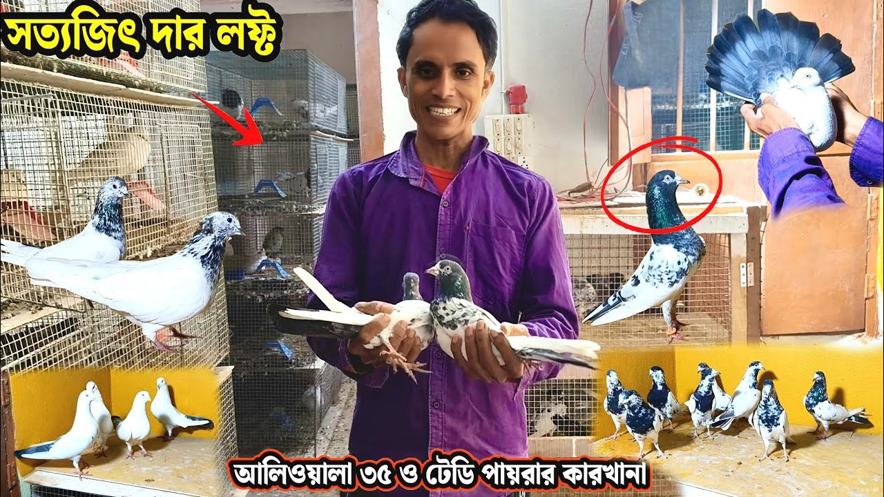 সত্যজিৎ দার লফ্ট | আলিওয়ালা 35 ও টেডি পায়রার কারখানা