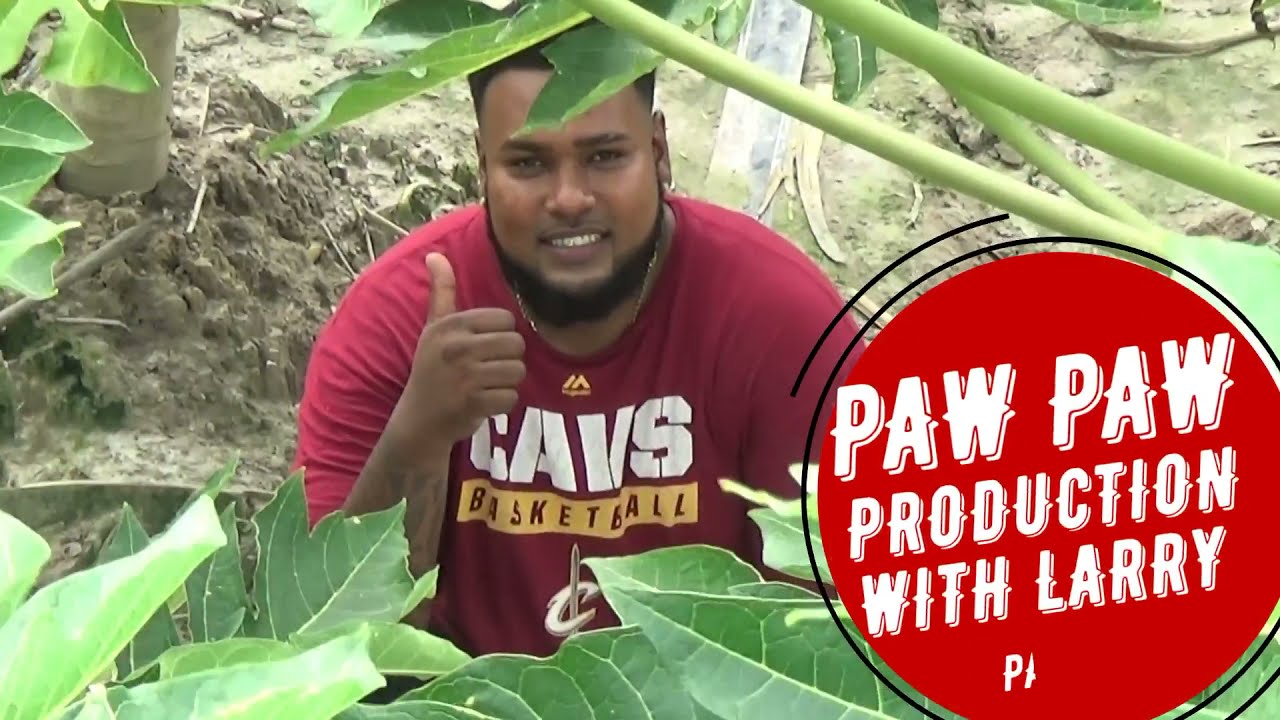 THE SUCCESS OF CARIBBEAN CHEMICALS PAPAYA GUIDE