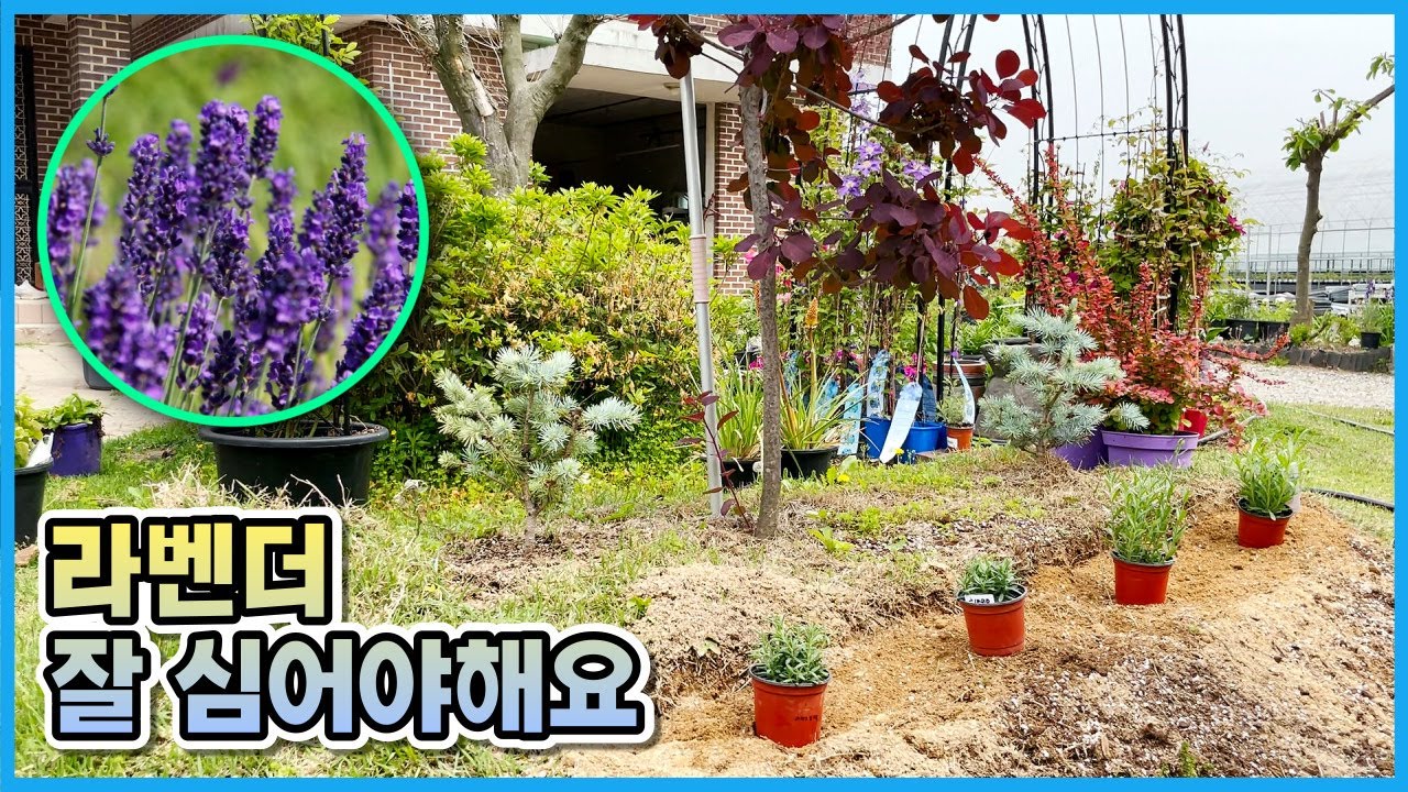 라벤더 이렇게 심지 않으면 죽어요 ㅠㅠ 잉글리시 라벤더 4품종 각 2500원?? 라벤더 제대로 심어 키우는법 알려드려요!!