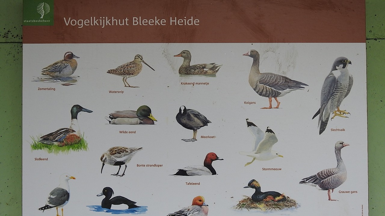 Vogels kijken bij Bleeke Heide