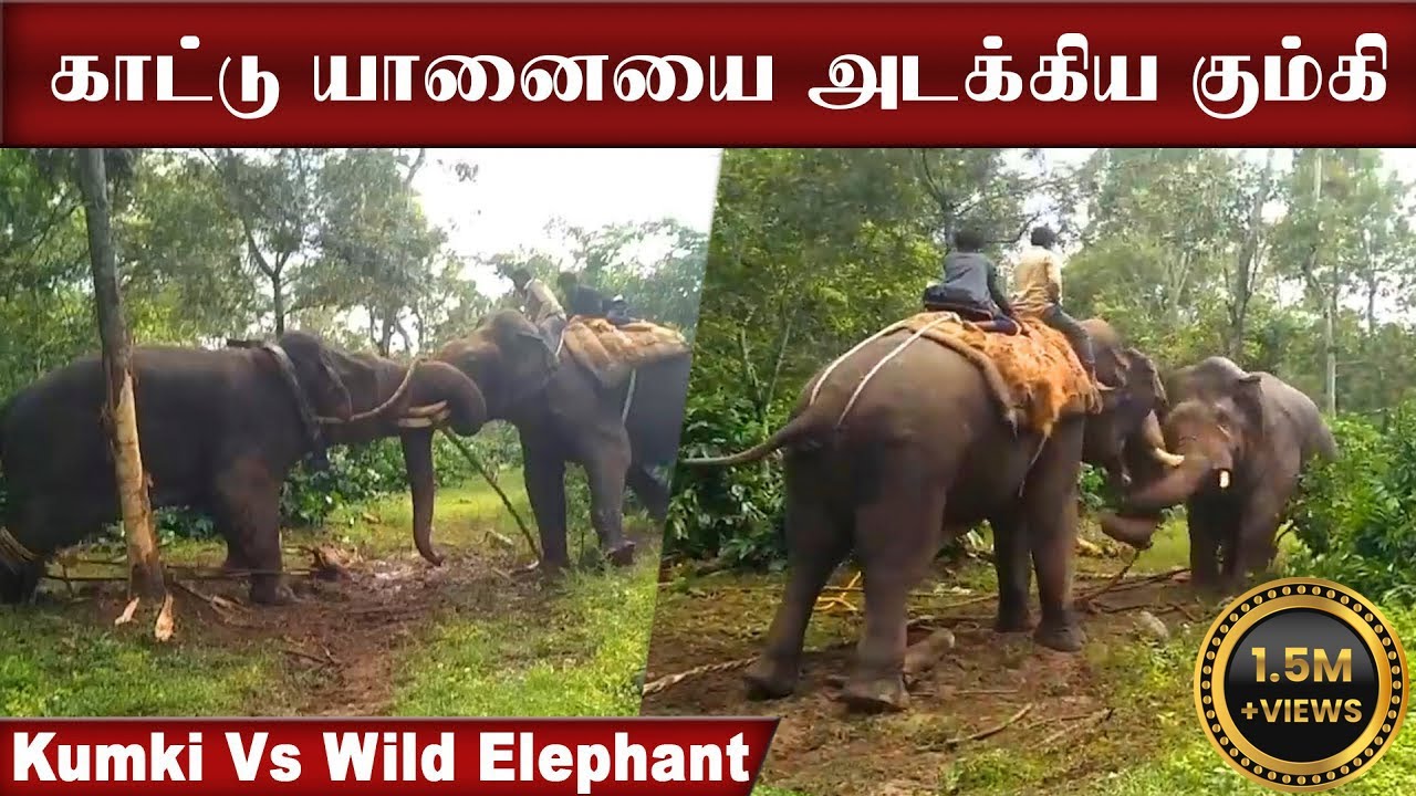 காட்டு யானையை ஓடவிட்ட கும்கி... | Kumki Vs Wild Elephant Fight | Elephant Fight Latest