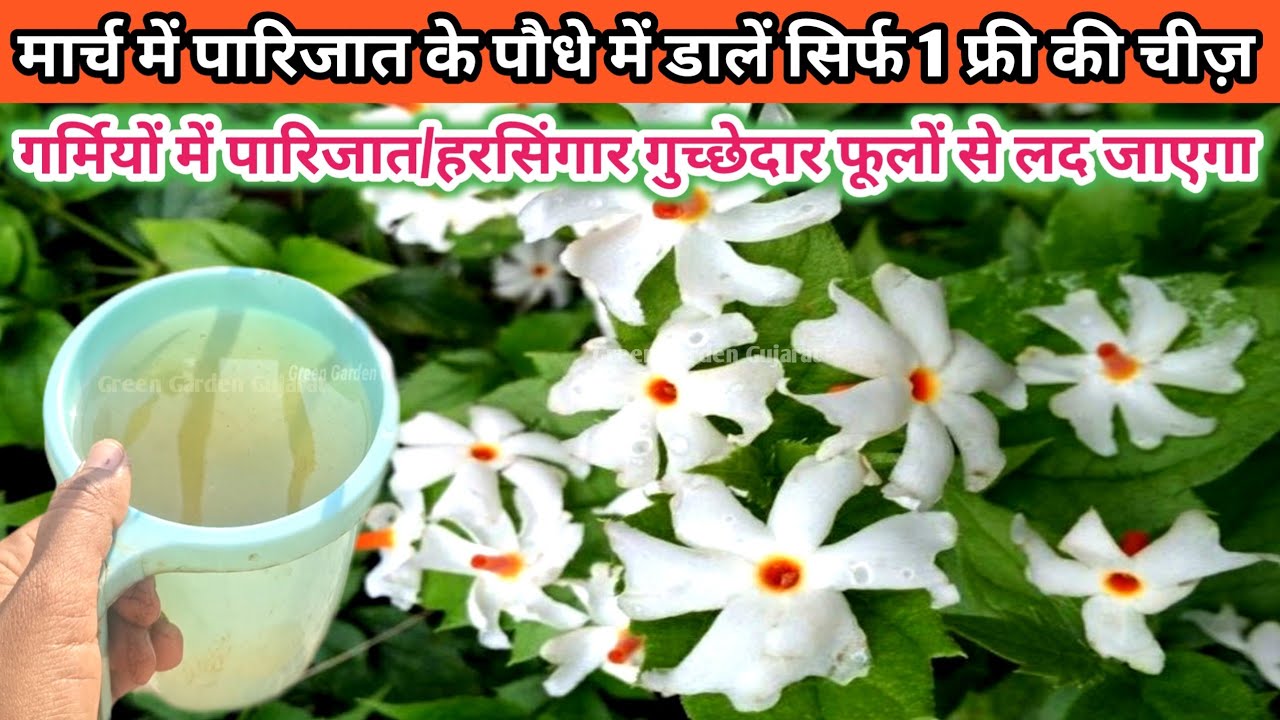 मार्च में हरसिंगार /पारिजात के पौधे में डालें सिर्फ 1 चीज़. हरसिंगार का पौधा फूलों से भर जाएगा
