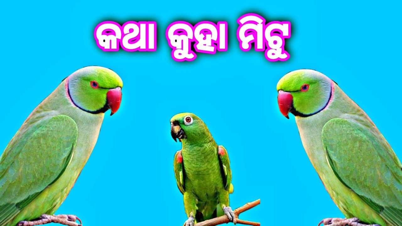 ସକାଳେ ସକାଳୁ ମିଟୁ କଣ କରୁଛନ୍ତି, krishna express, odia vlog