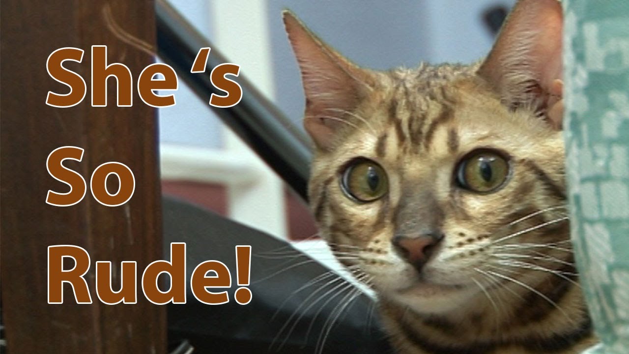 Bengal kitten cat behaviour series. Pt 4 - Meeting another Bengal!