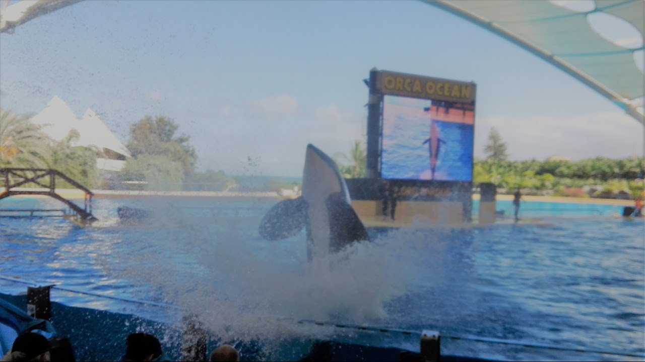 Loro Parque - Splash Show with Orcas (Tenerife)